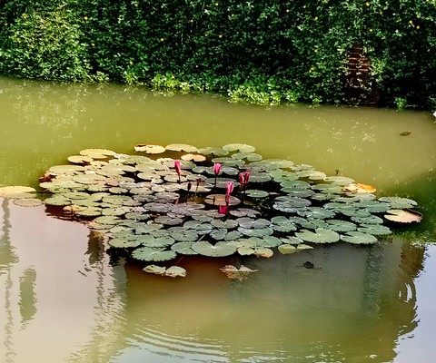 জল