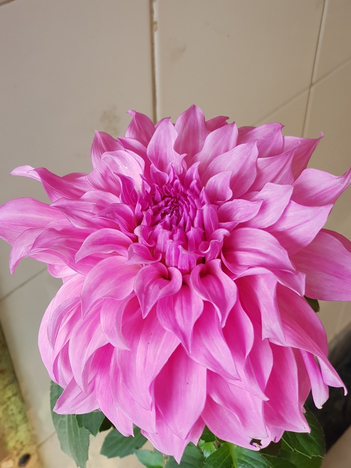 petals