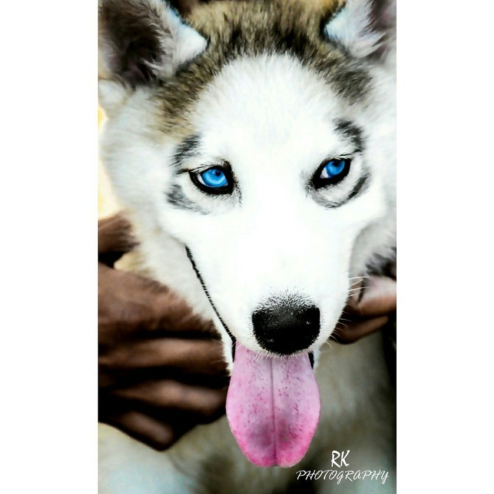 dog lovers