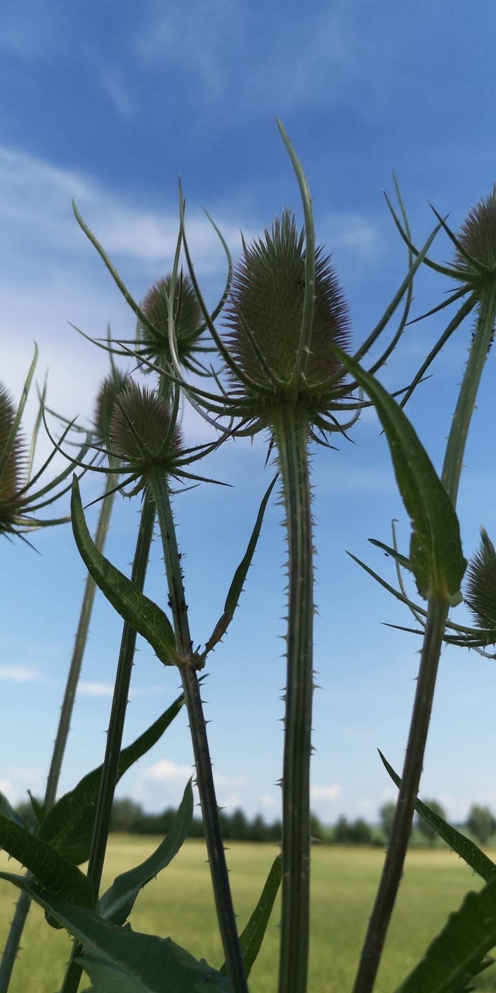 Karde Distel vor blauem Himmel