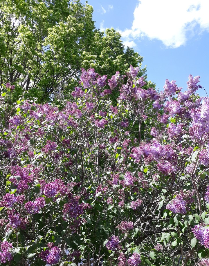 Spring