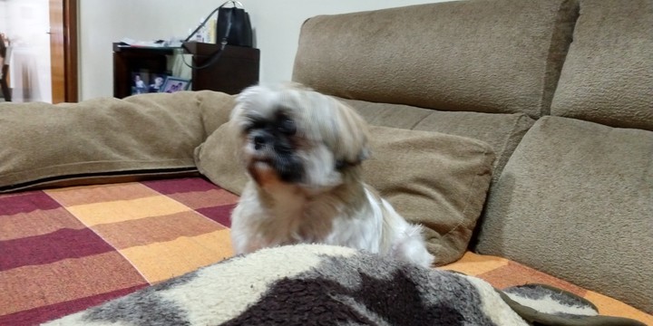 Dog