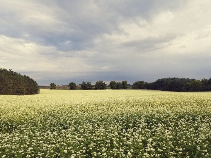 white field