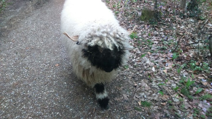 sheep in forest