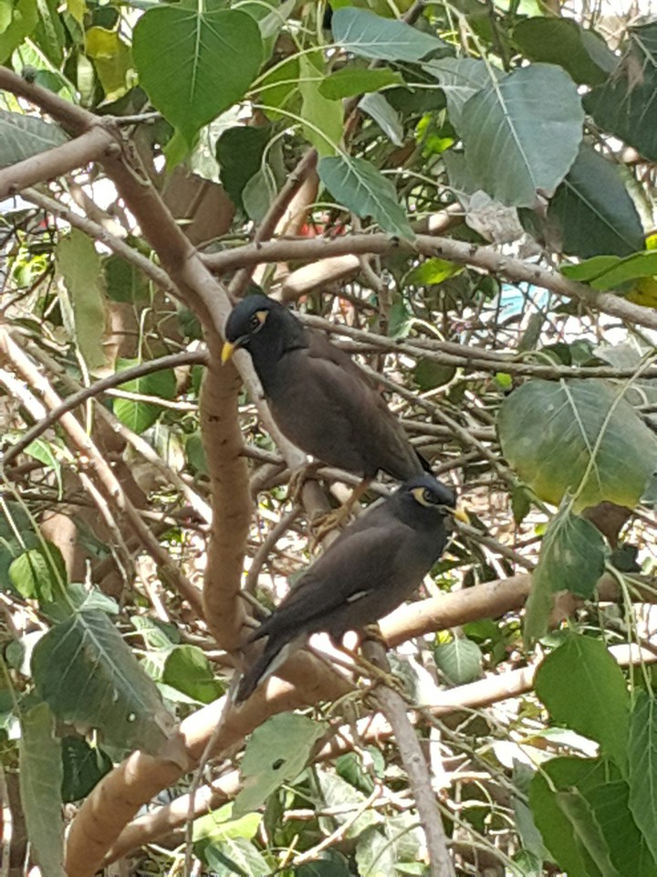 birds