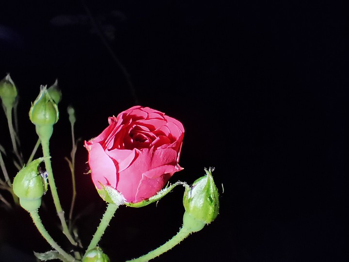 rose