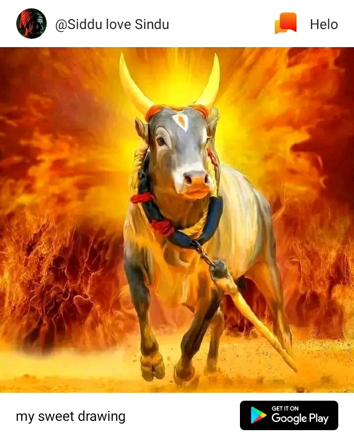 Bull