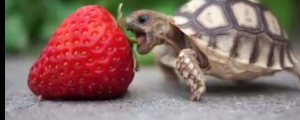 Schildkröte