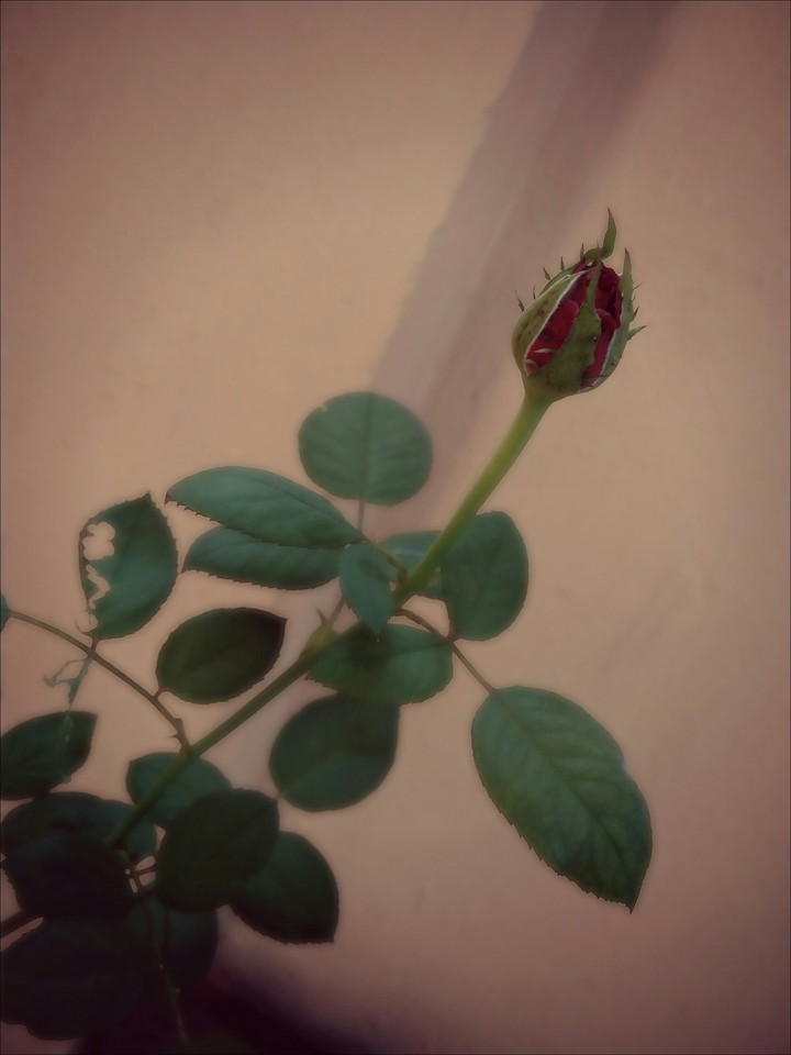 Autmn Blooms