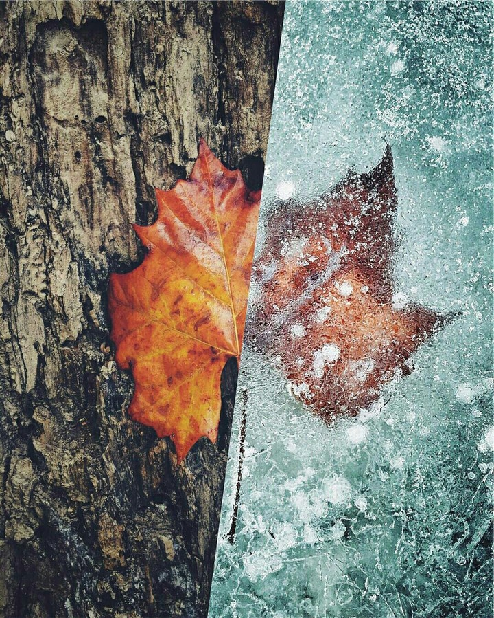 frozen leaf