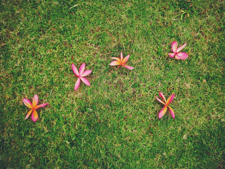 F L O W E R S
