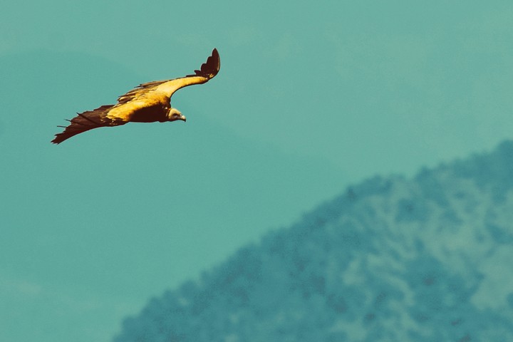 raging eagle