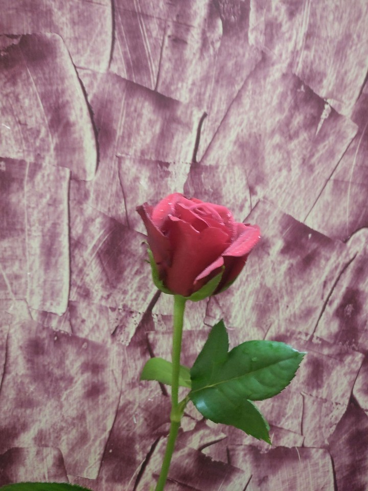 rose
