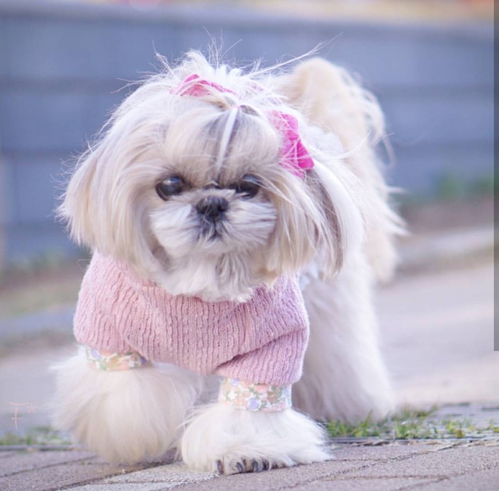 cute puppy ❤️