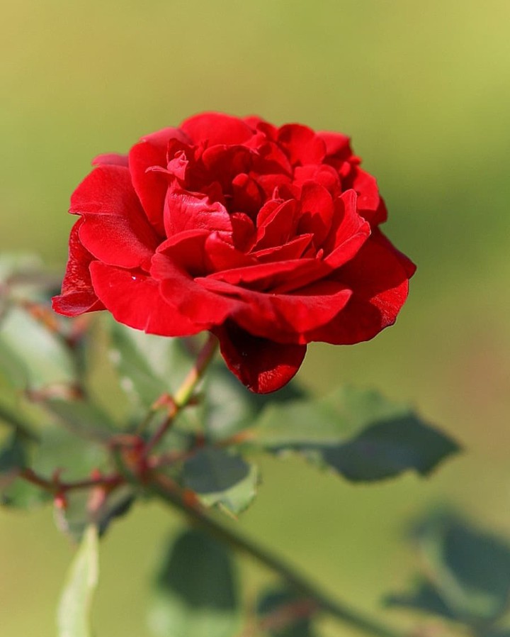 Roses