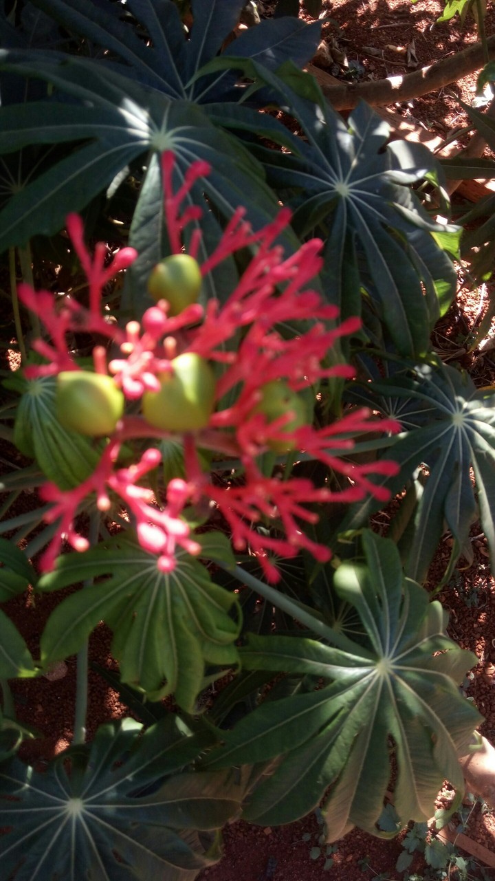 flower