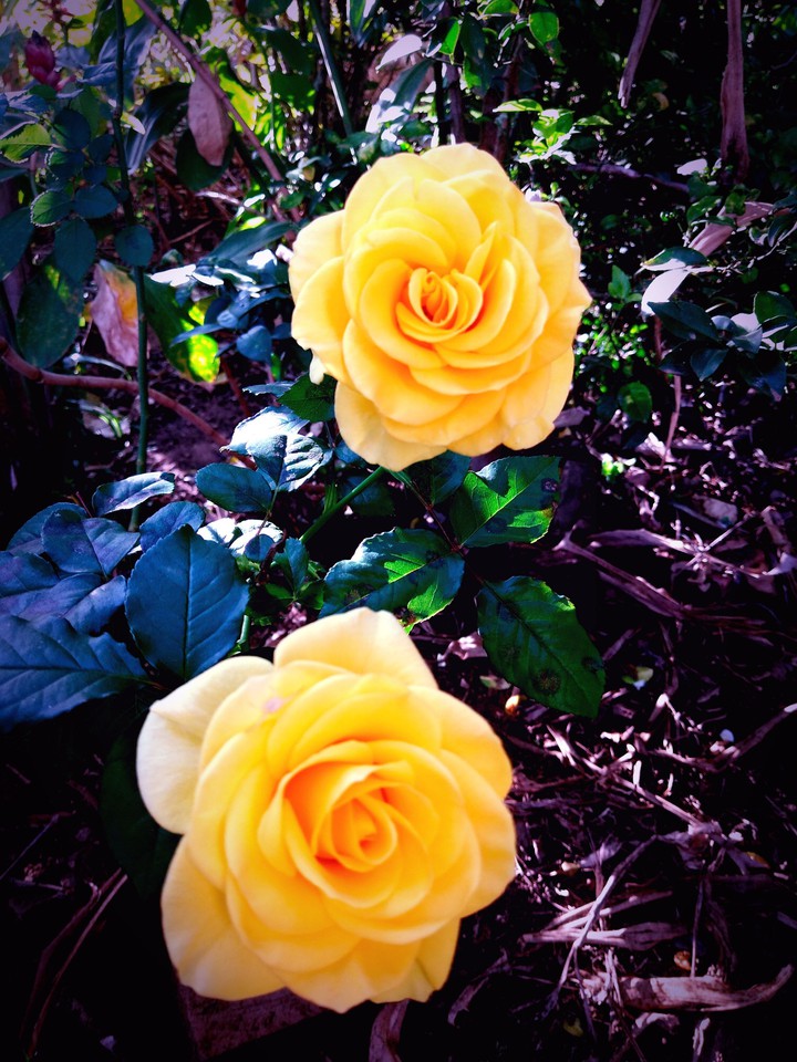 Flores