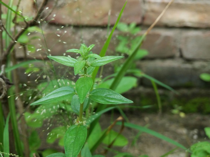 plant