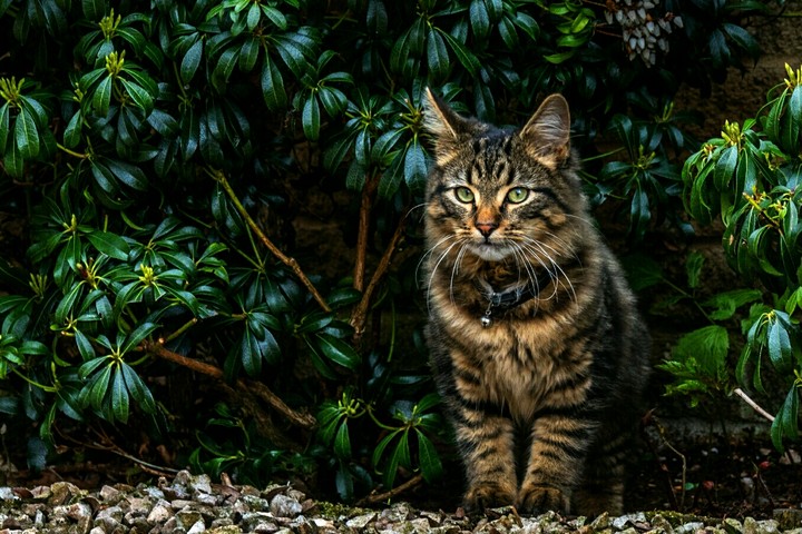 cat