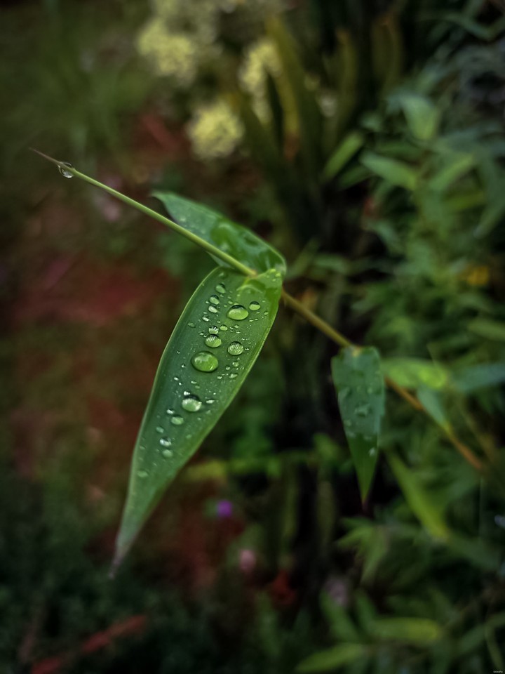 rain drops