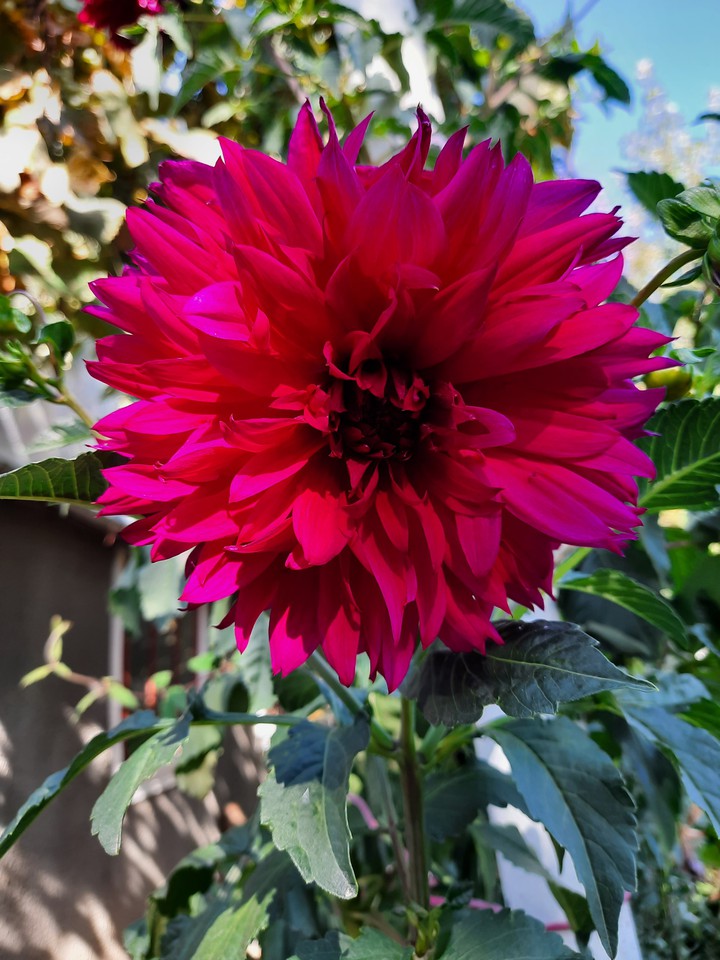 beauty