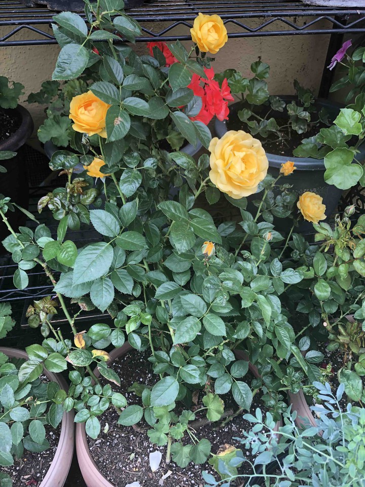 hermosas