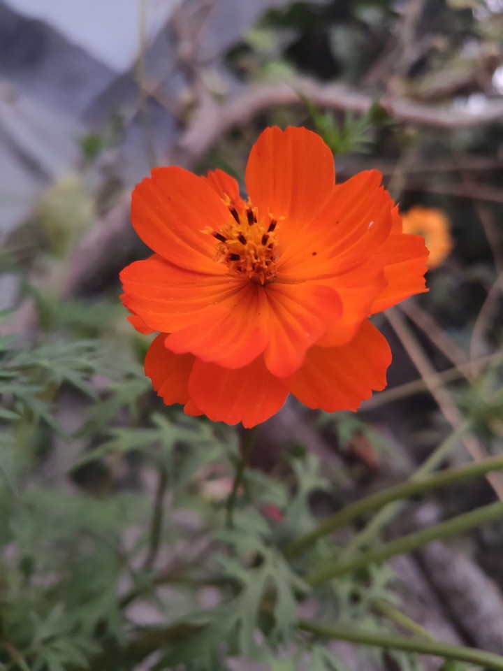 orange ??