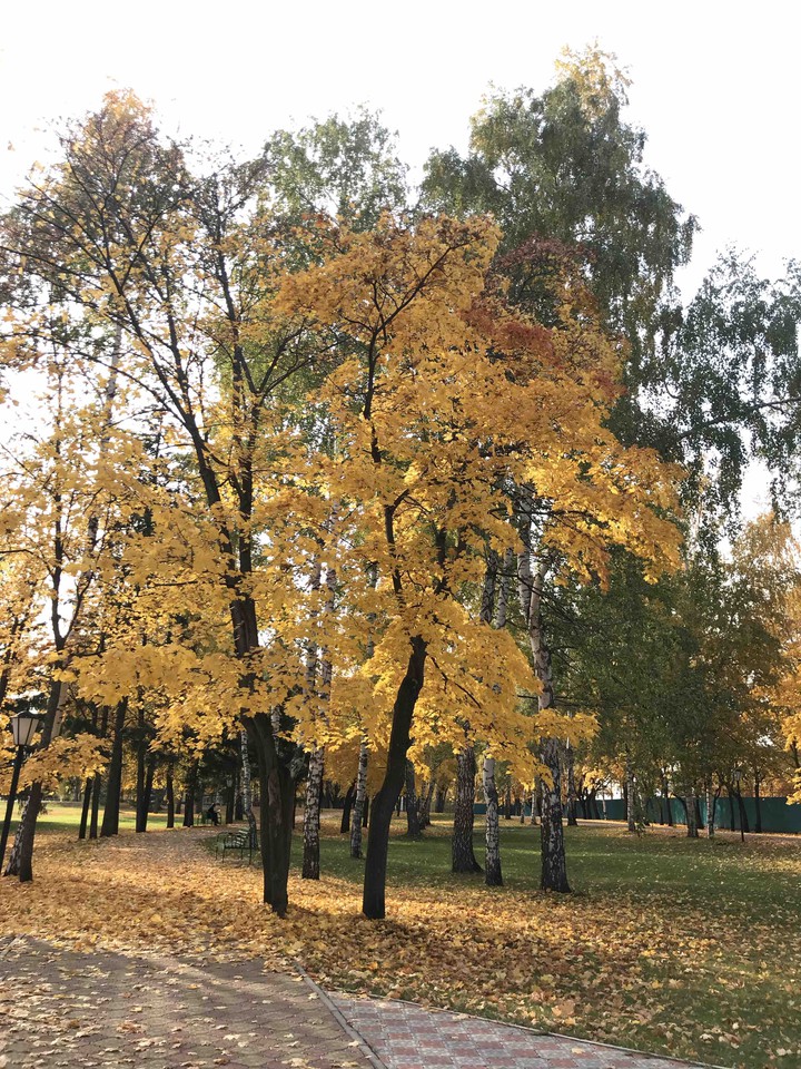 золотая осень