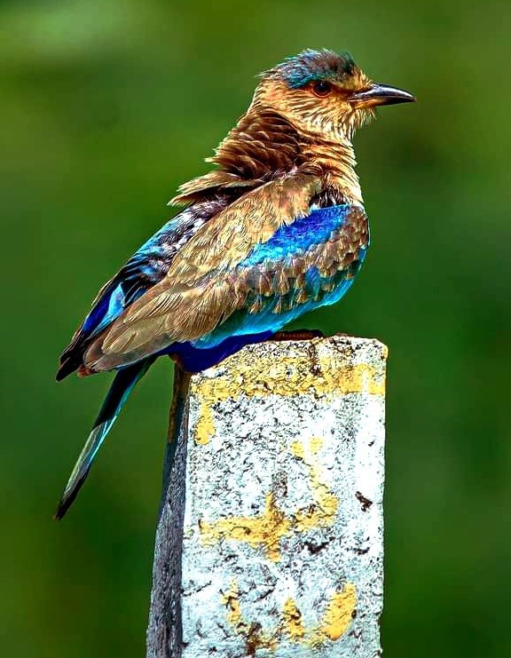 Bird