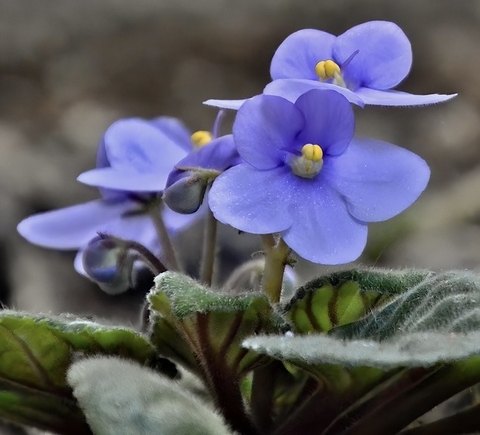 violet, violaceae duvar kağıtları