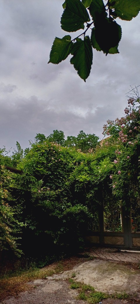 shrub, 自然壁纸