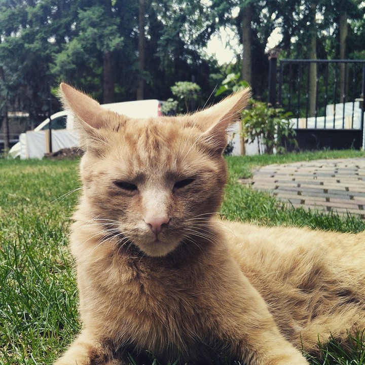 My Cat