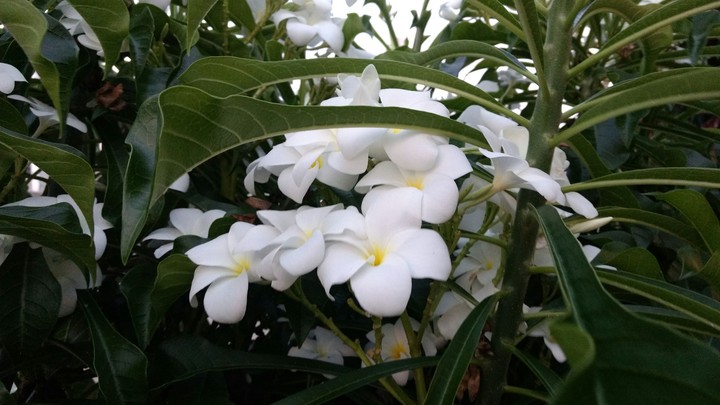 Home flowers
