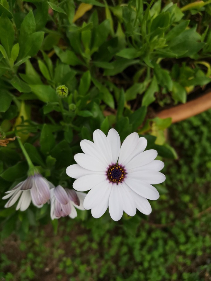 purple daisy