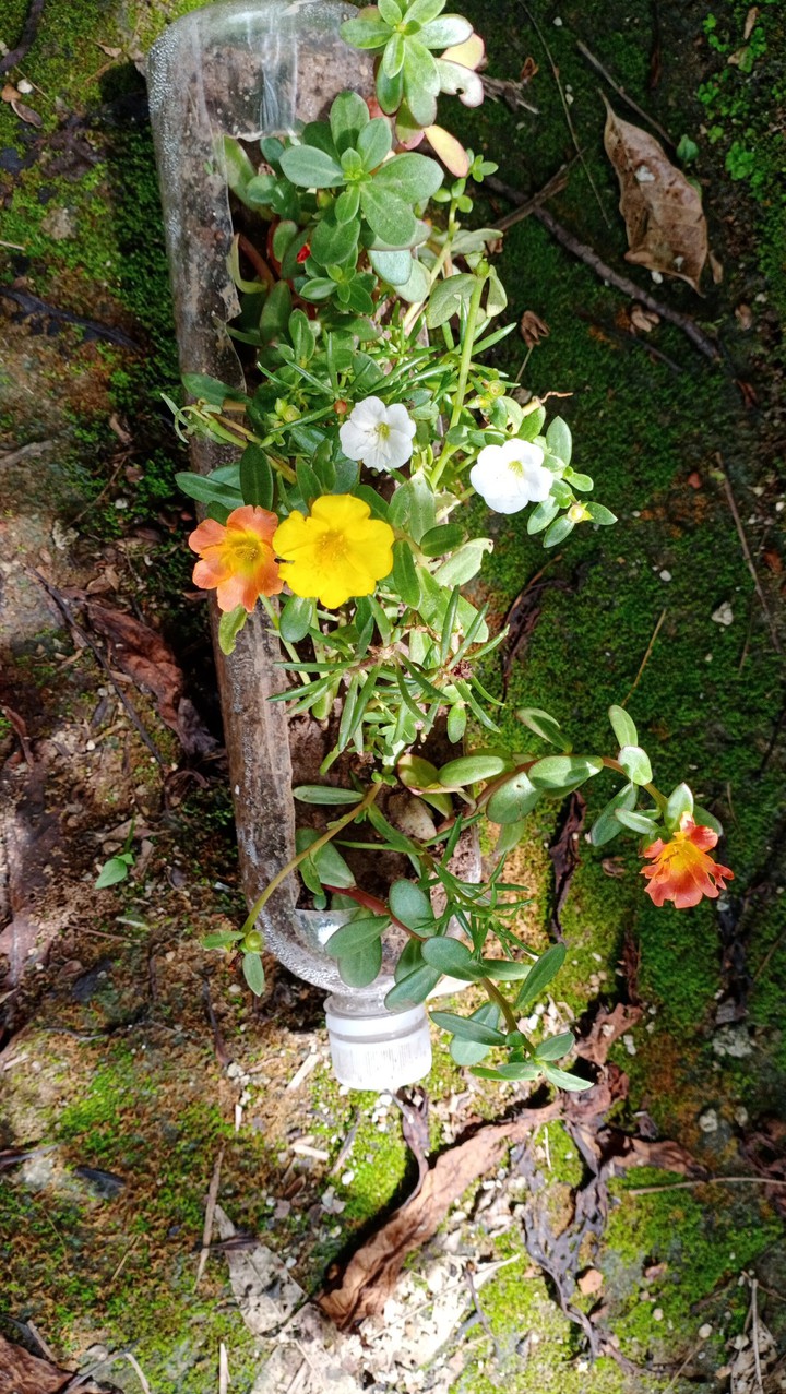flowers