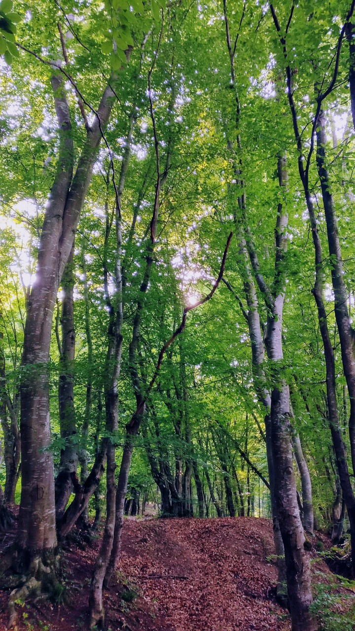 summer forest
