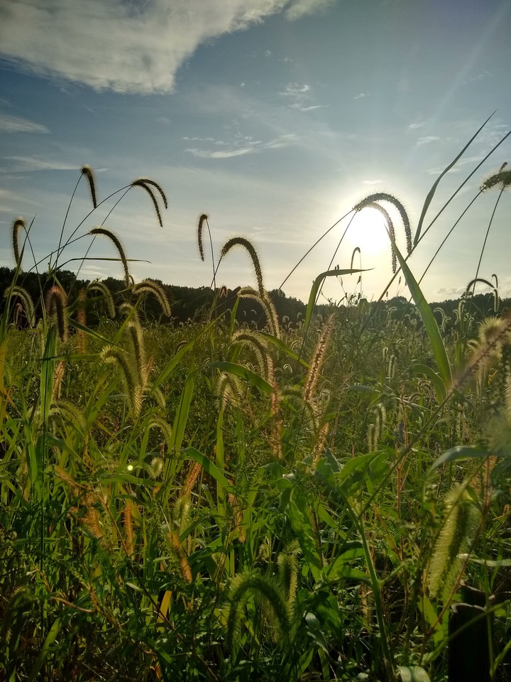 a day on the farm