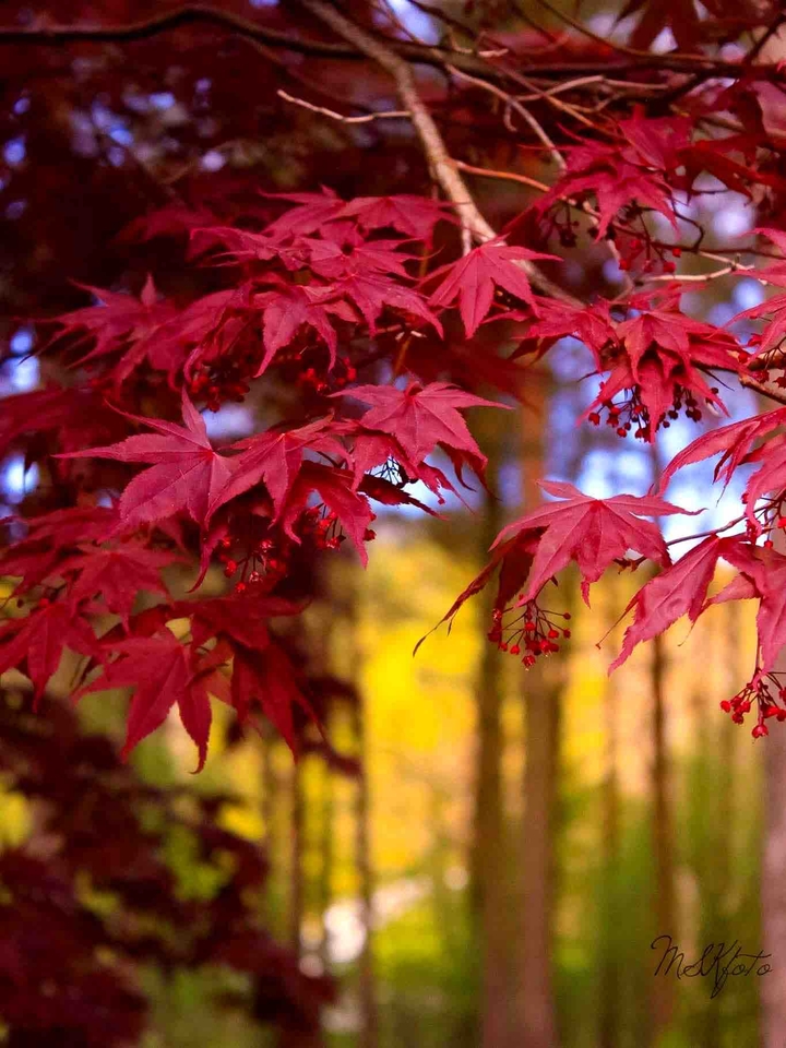 Colors awakening
