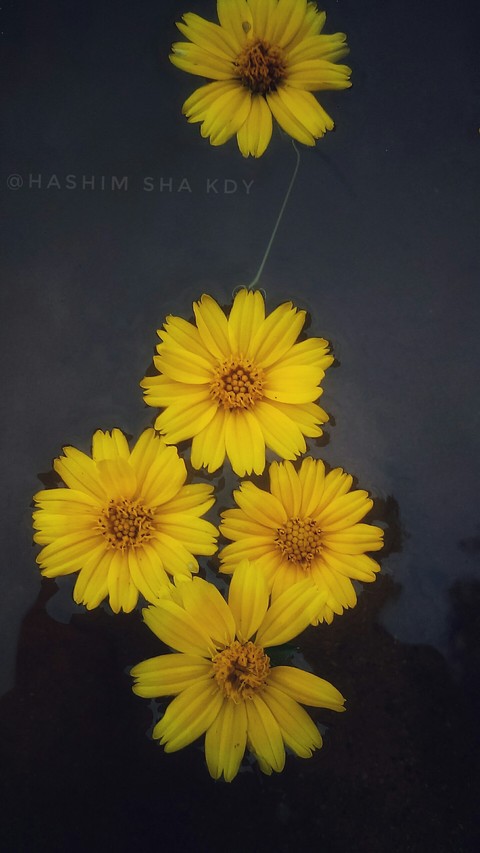 yellow flowers