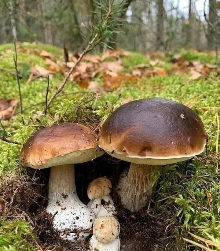 .