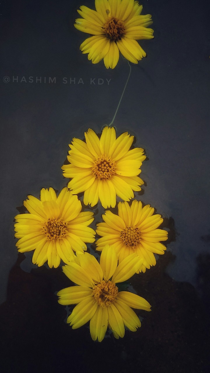 yellow flowers
