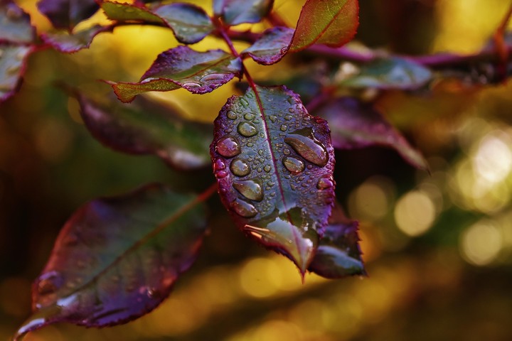 leaf waterdew