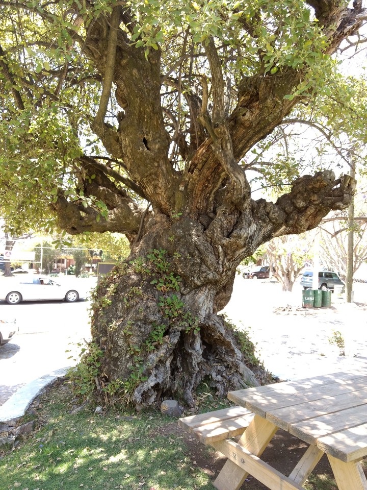 old tree