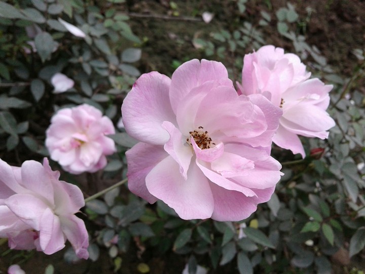 pink rose