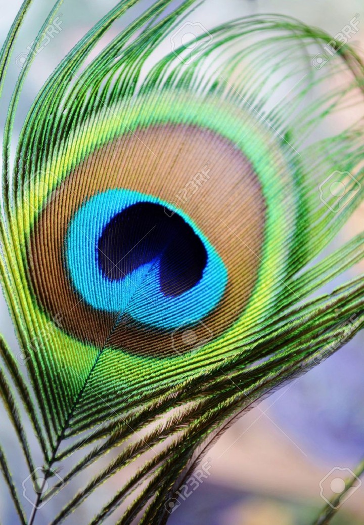 life of peacock