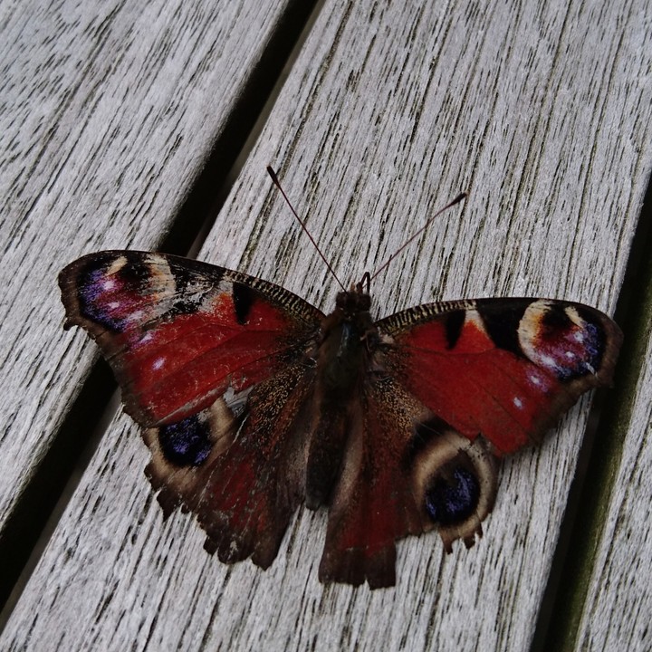 Butterfly meets table