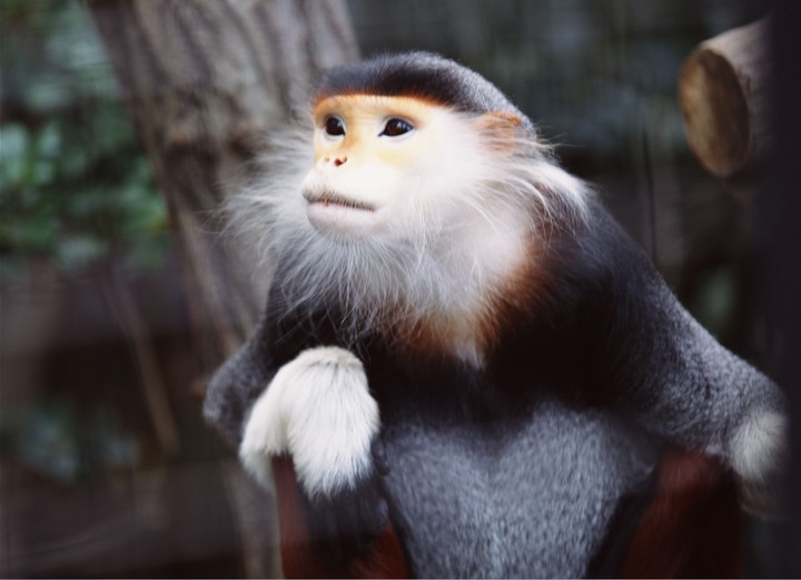 강아지와 동물들