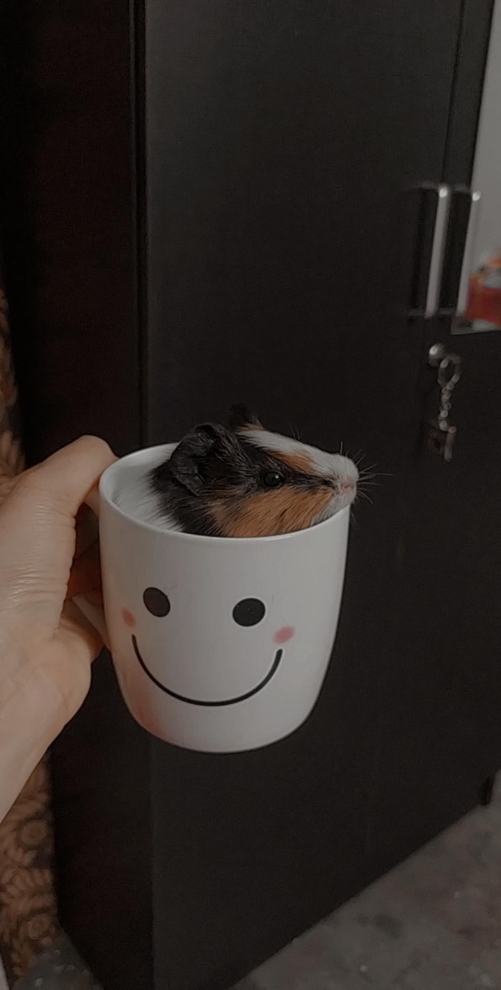 My Fluffball