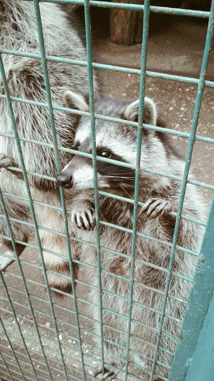 zoo