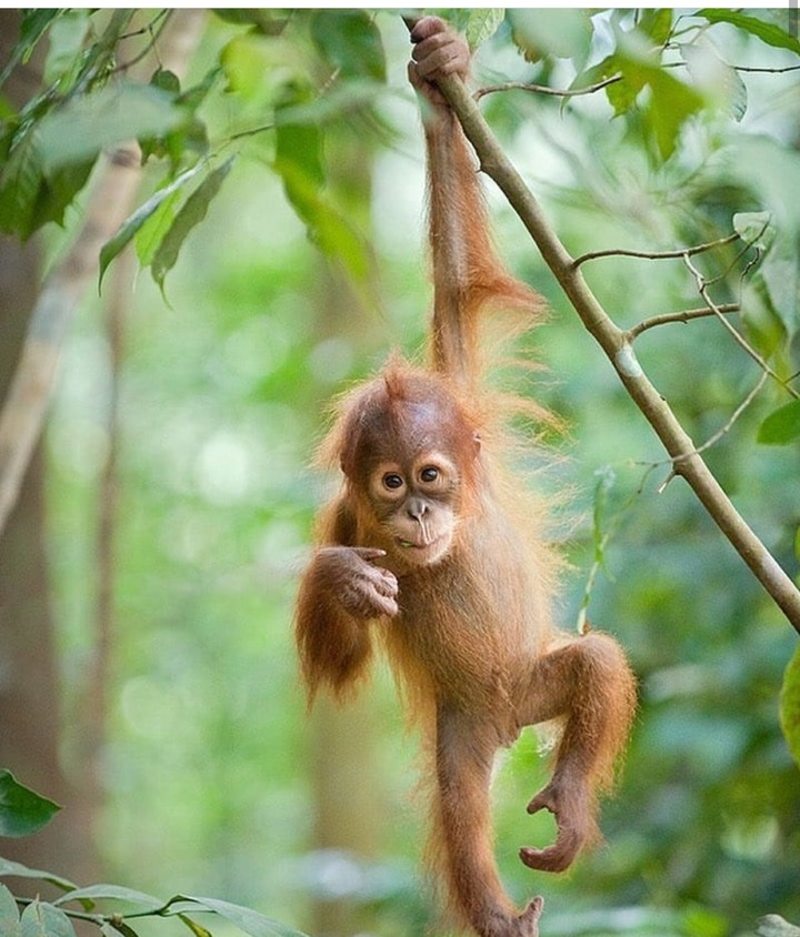 Monkey
